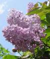 lilacs.jpg